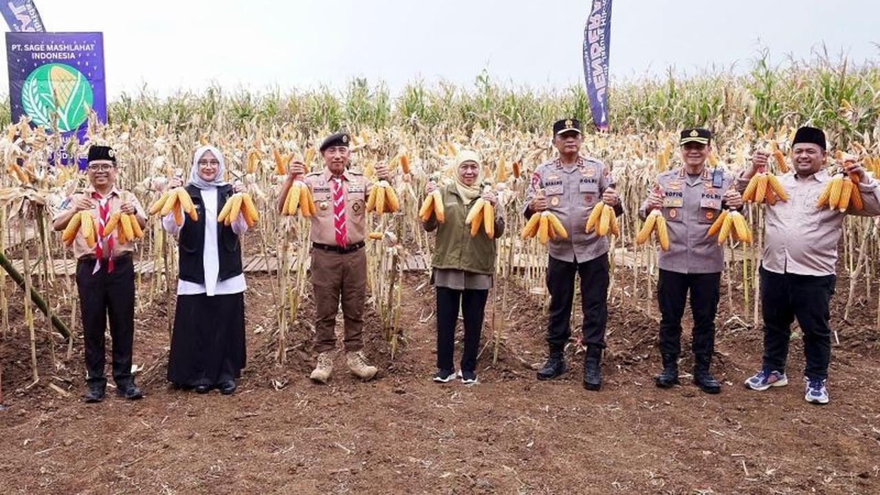 Jawa Timur Kokoh sebagai Kontributor Jagung Tertinggi Nasional, Capai 4,8 Juta Ton
