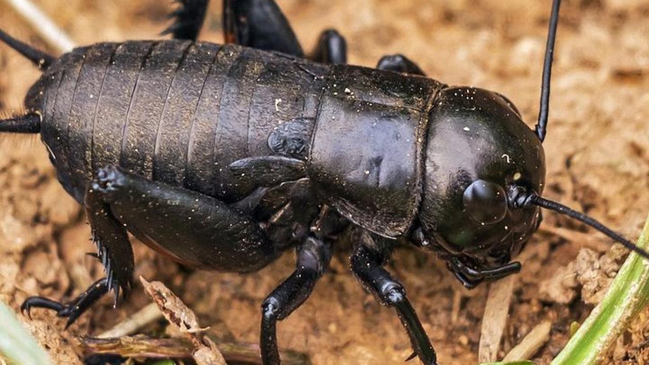 Makanan Jangkrik Ternak, Ketahui Cara Memberikannya yang Tepat
