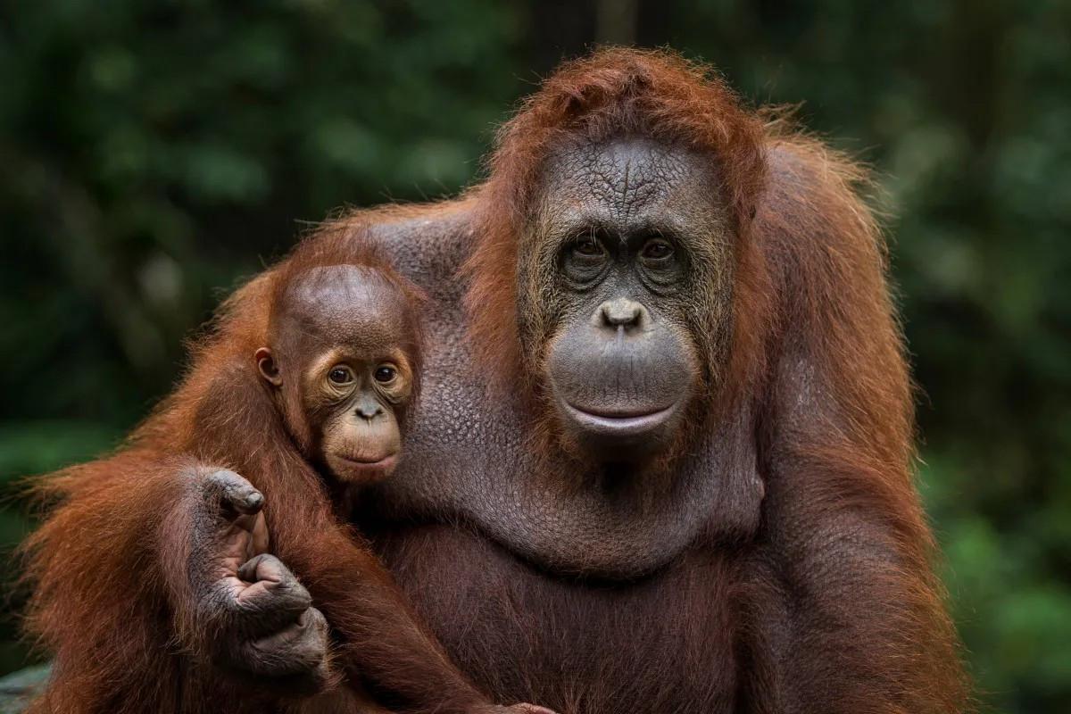 Orangutan