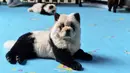 Seekor anjing jenis Chow Chow dicat menjadi putih dan hitam di kafe bernama Cute Pet Games di kota Chengdu, China, 23 Oktober 2019. Kafe ini memicu perdebatan panas para netizen tentang perawatan hewan akibat mengecat anjing-anjing itu menyerupai panda. (STR / AFP)
