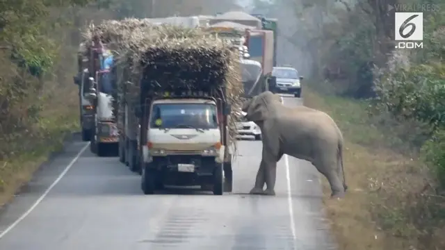 Seekor gajah bertingkah layaknya preman. Ia memberhentikan truk satu-persatu untuk memeriksa muatannya. Setelah truk dicegat, gajah mengambil beberapa isi muatan truk.