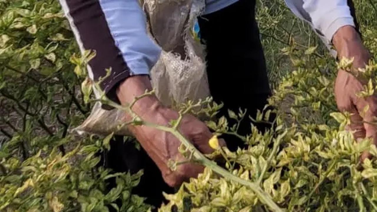Harga Beras Makin Mahal, Daya Beli Petani Membaik?