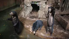 Beruang madu mengangkat tangan mereka dari dalam kandang yang berada di Kebun Binatang Bandung, Jawa Barat, Rabu (18/1). Di antara empat beruang, ada satu beruang yang terlihat paling kurus hingga membuat tulang rusuknya menonjol. (TIMUR MATAHARI / AFP)