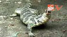 Warga Kampung Sitimulyo, Kecamatan Cepu, Blora, Jawa Tengah, digemparkan kabar penemuan seekor biawak yang memiliki kaki mirip manusia. Jarinya ada lima. 