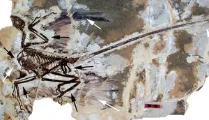 Ilmuwan China Klaim Temukan Dinosaurus Berbulu