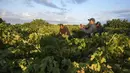 Anggur menjadi hasil pertanian kedua terbesar di Palestina, setelah zaitun. (AP Photo/Adel Hana)