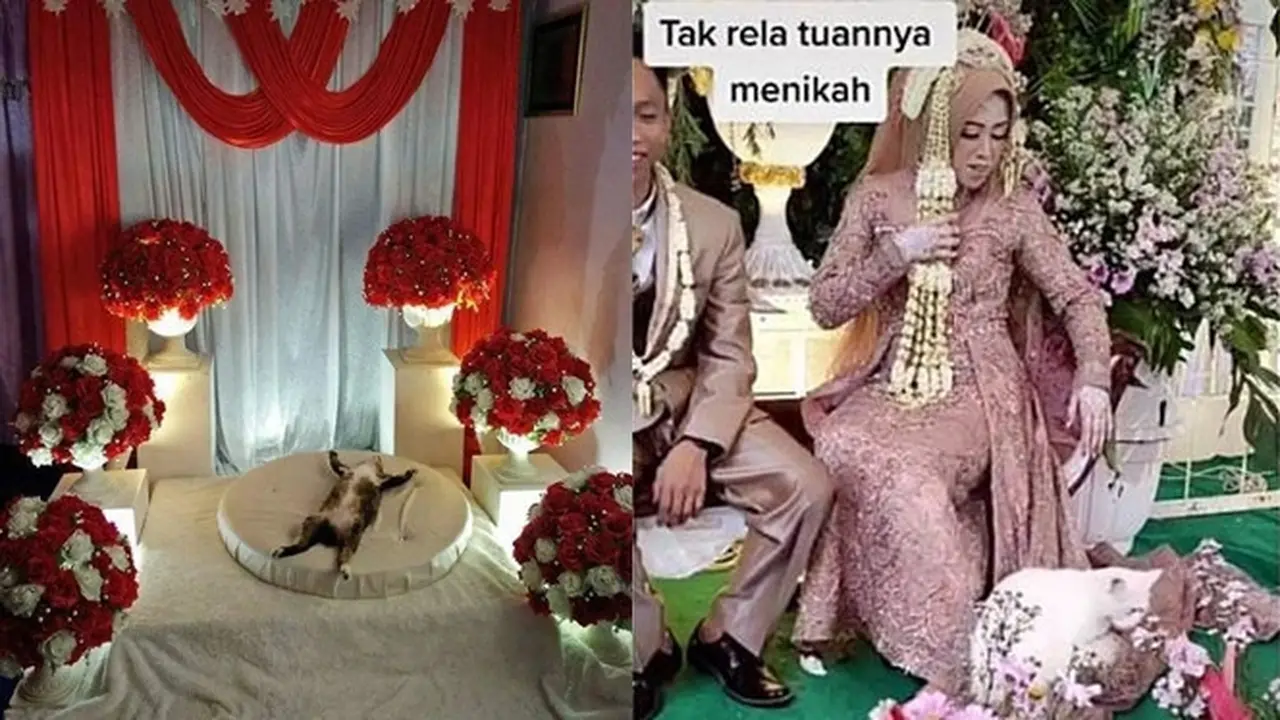 6 Tingkah Kucing di Nikahan Ini Bikin Geleng Kepala, Kocak
