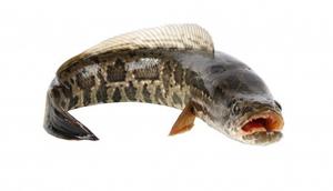 Tahukah Anda Apa Saja Manfaat Ikan Gabus?