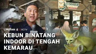 Cuaca yang lagi panas-panasnya, suka bikin 'mager' kalau mau aktivitas di luar ruangan. Nah, kini ada alternatif wisata satwa yang bisa dinikmati tanpa harus berpanas-panasan, yaitu kebun binatang indoor di kawasan Sentul, Kabupaten Bogor.