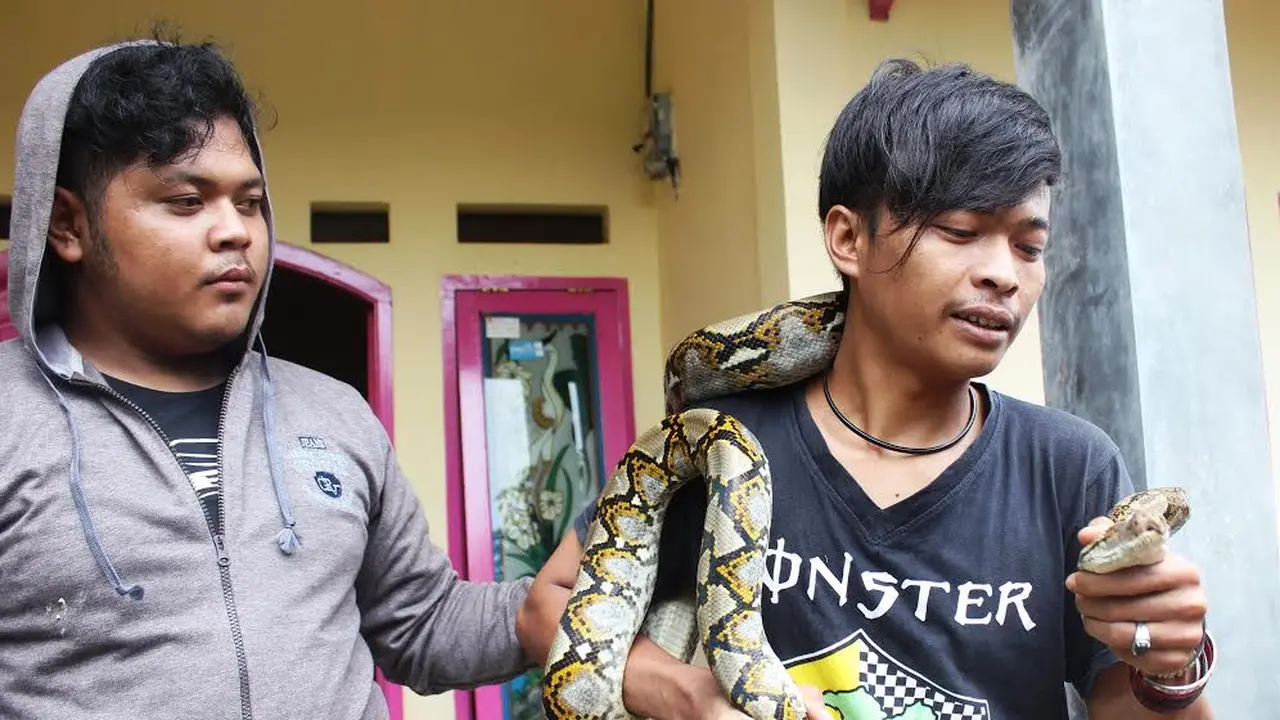Penangkapan ular sanca