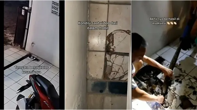Penemuan Ular Sanca 3 Meter di Bawah Keramik Rumah Warga, Berhasil Dievakuasi