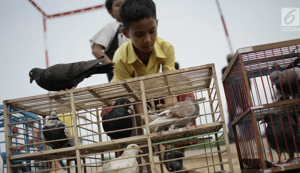 Anak-anak melihat merpati kolongan di dalam kandang yang akan beradu balap di kawasan Menteng Pulo, Jakarta, Minggu (4/3). Setiap akhir pekan komunitas merpati kolongan memanfaatkan waktu untuk berlatih. (Liputan6.com/Faizal Fanani)