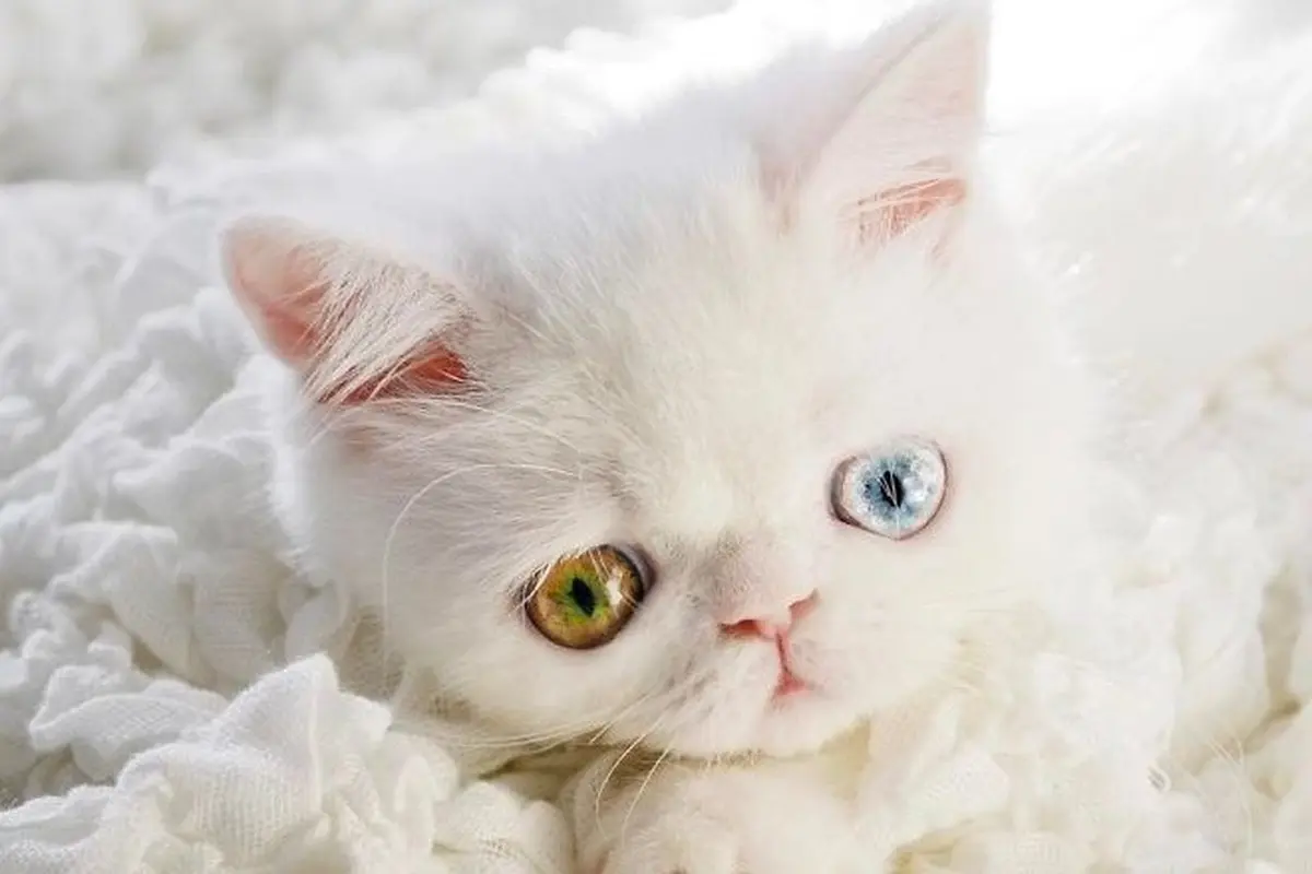 Berwarna Kuning dan Biru, Mata Kucing Ini Menghipnotis Netizen