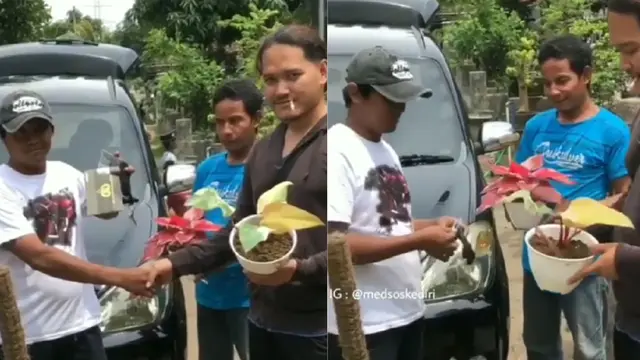 barter mobil dengan tanaman hias