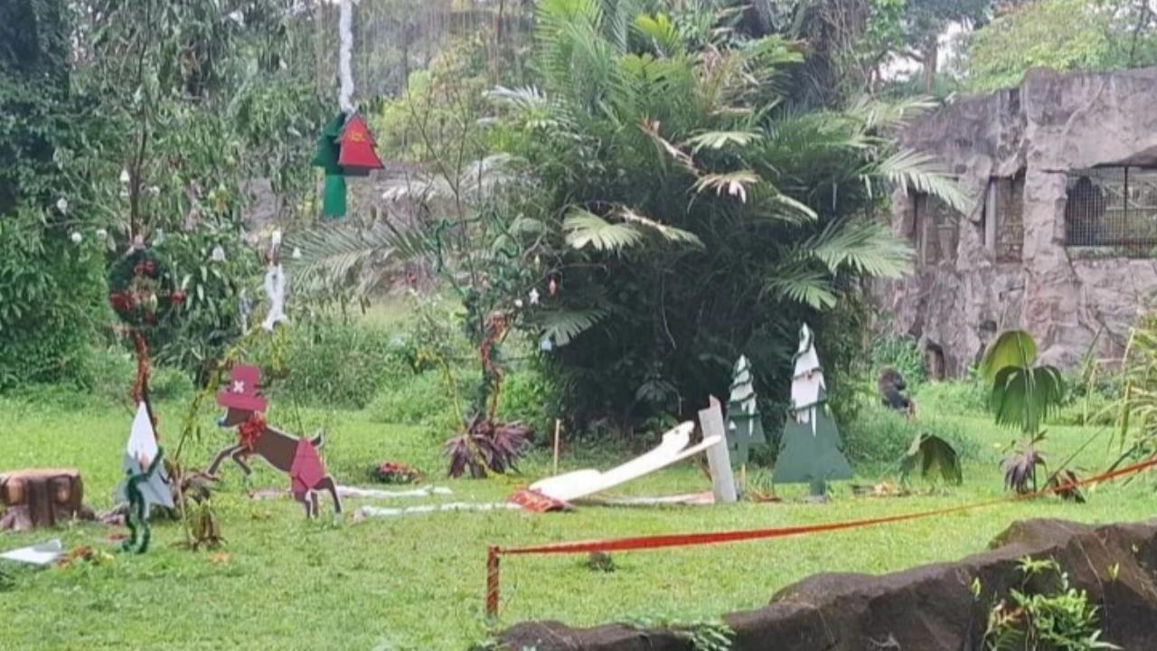 Gorila Kumbo Jadi Daya Tarik, Hibur Pengunjung Ragunan