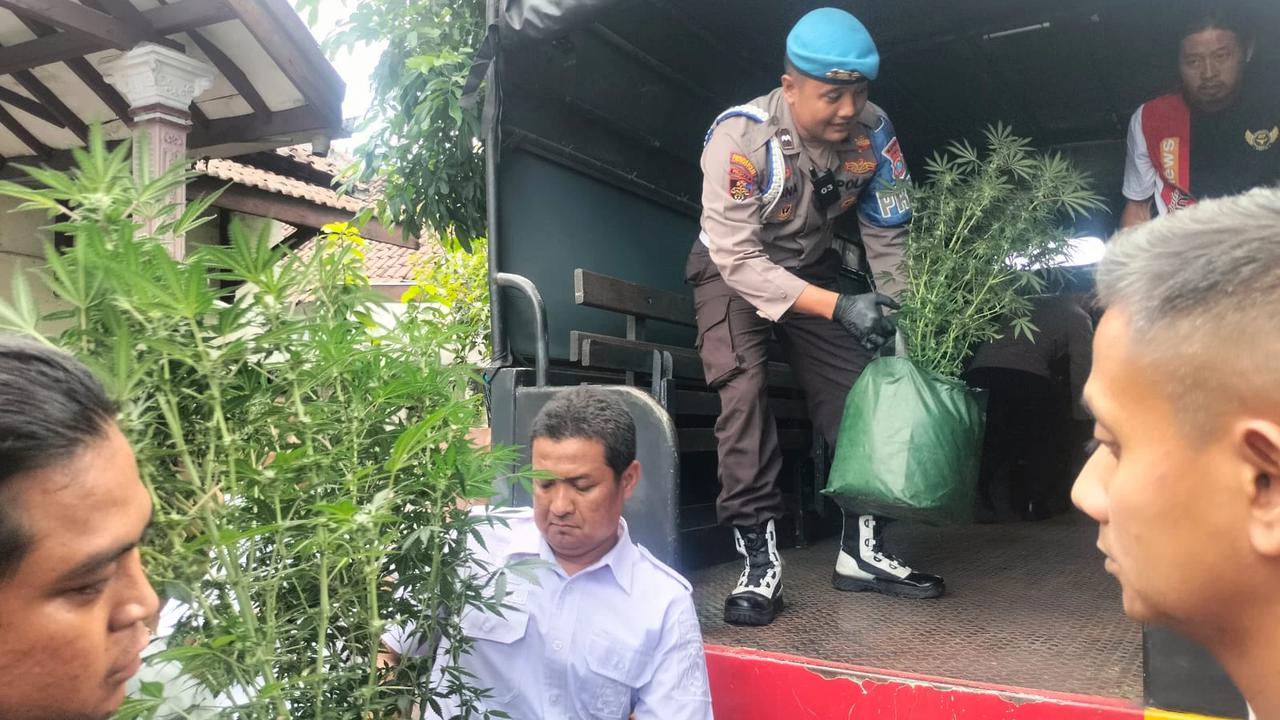 Polisi Gerebek Rumah Kontrakan di Jombang Disulap Jadi Kebun Ganja