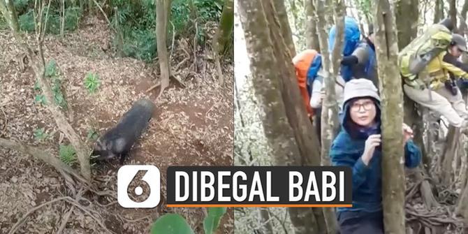 VIDEO: Panik, Pendaki Gunung Dibegal Babi Hutan Hingga Panjat Pohon