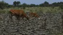Sapi mencari makanan yang tumbuh dari ladang yang terbakar di Tostado, provinsi Santa Fe, Argentina, Rabu (18/1/2023). Ribuan ekor sapi mati di Santa Fe dalam beberapa pekan terakhir karena kekeringan berkepanjangan yang juga memengaruhi tanaman kedelai, jagung, dan gandum utama negara itu. (AP Photo/Gustavo Garello)