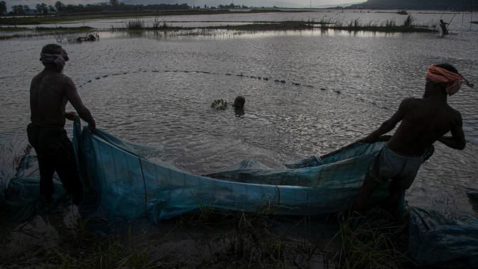 Nelayan India meletakkan jala ikan mereka saat senja di surutnya air banjir di sawah di pinggiran Gauhati, India, Senin (14/9/2020). (AP Photo / Anupam Nath)