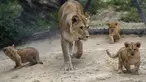 Seekor singa berber Khalila berjalan dengan anak-anaknya dalam kandang mereka di kebun binatang di Dvur Kralove, Republik Ceko, Kamis (10/9/2020). Tiga bayi singa berber yang lahir pada 5 Juli lalu tersebut merupakan subspesies langka dan telah punah di alam liar. (AP Photo/Petr David Josek)