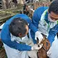 Petugas kesehatan hewan dari Dinas Pertanian dan Pangan Banyuwangi lakukan pemeriksaan hewan kurban di sejumlah titik di Banyuwangi (Hermawan Arifianto/Liputan6.com)