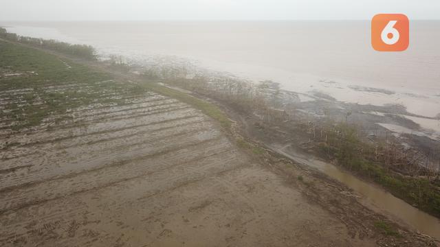 Degradasi Hutan Mangrove di Pesisir Timur Jambi