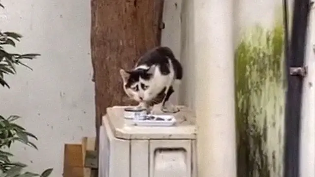 Punya Wajah Memelas, Kucing Liar Ini Malah Viral di Internet
