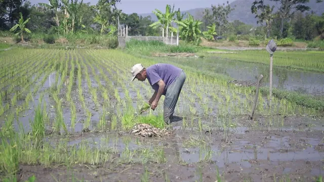 Infrastruktur Irigasi Terjaga, Pertanian Bantul Tak Terdampak El Nino