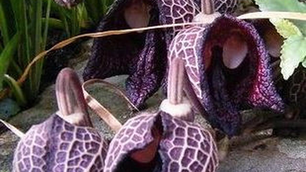 Aristolochia Salvadorensis
