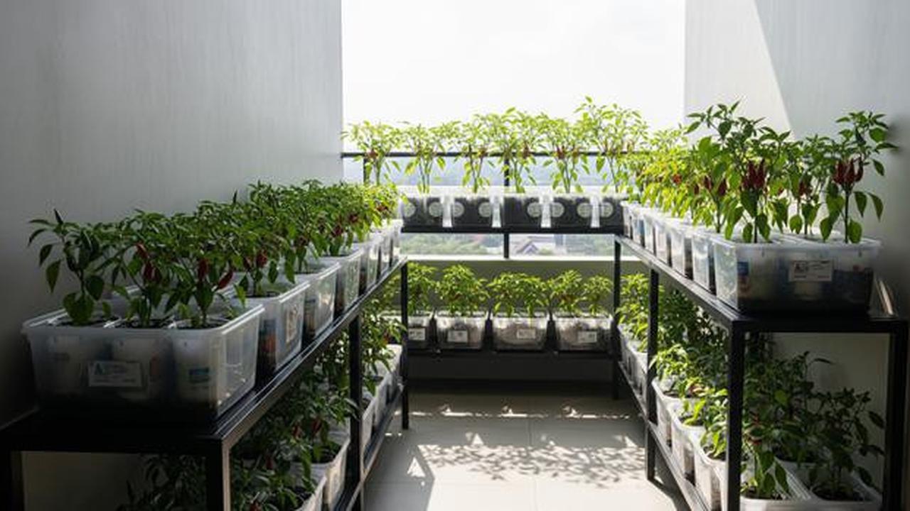 9 Inspirasi Kebun Cabai Rawit dari Wadah Bekas Dapur, Hemat dan Ramah Lingkungan