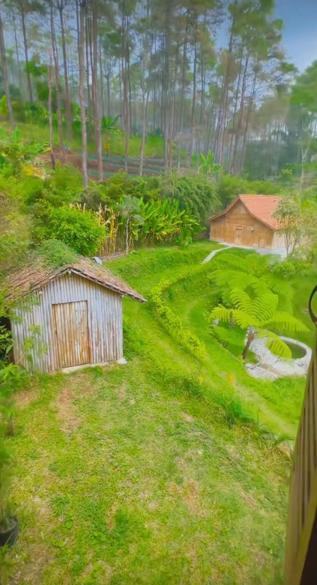 6 Potret Rumah Dodit Mulyanto di Hutan, Punya Lahan Luas dan Asri - Dikelilingi Pohon Pinus
