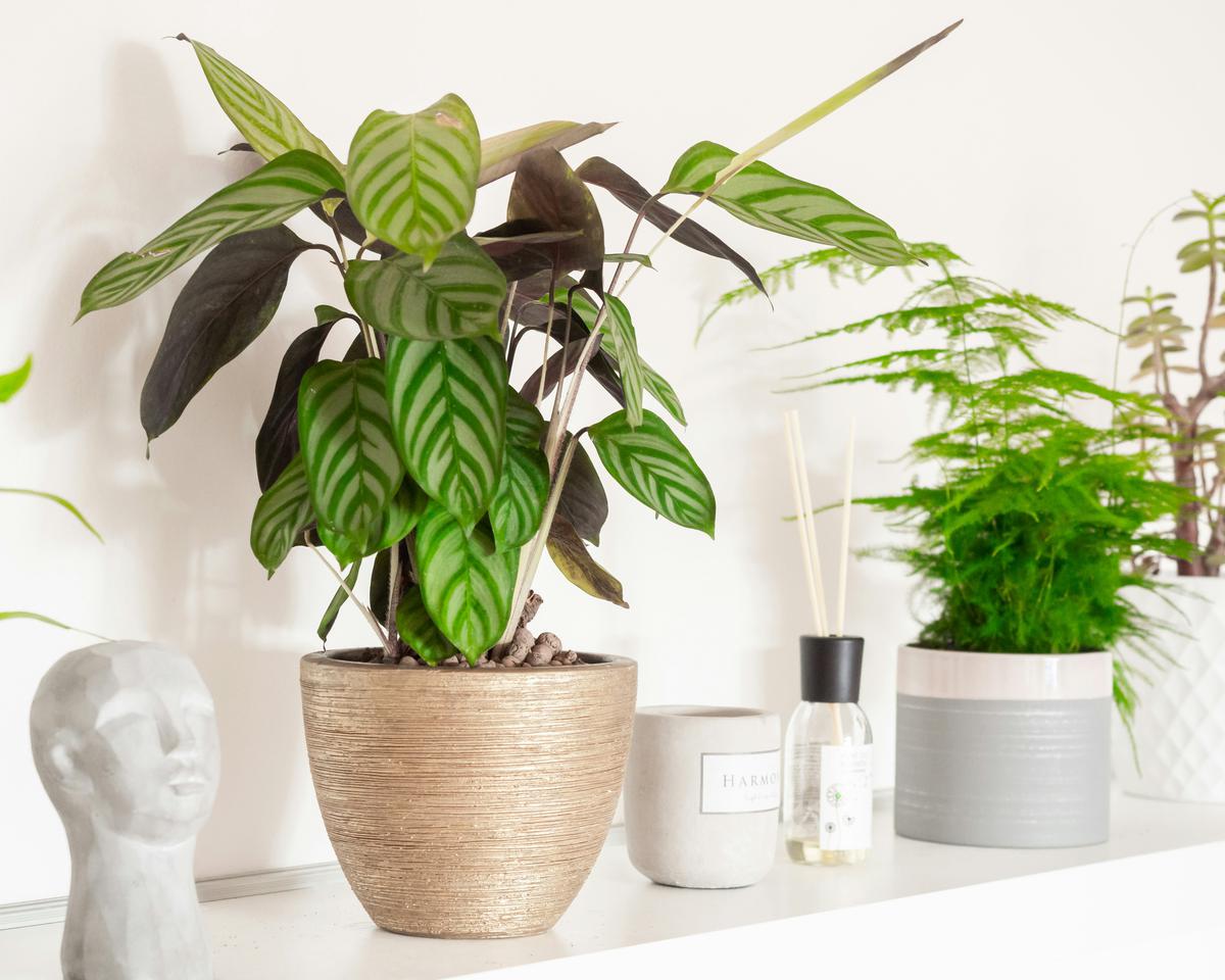 Ilustrasi Tanaman Calathea/Photo by Katka Pavlickova on Unsplash