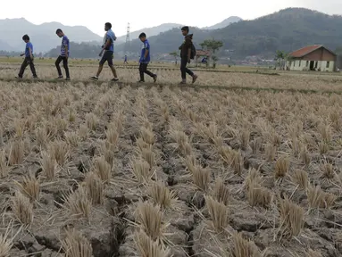 Sejumlah Bobotoh melintasi sawah saat akan menonton pertandingan Persib melawan Mitra Kukar di Stadion Si Jalak Harupat, Bandung. (Bola.com/Vitalis Yogi Trisna)