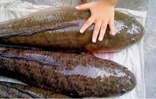 9 Jenis Ikan Lokal Terbaik untuk MPASI, Mendukung Kecerdasan Anak Anda