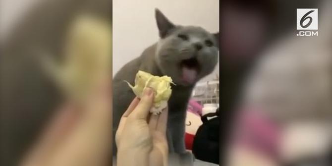 VIDEO: Ternyata Kucing Jijik dengan Durian, Nih Buktinya!