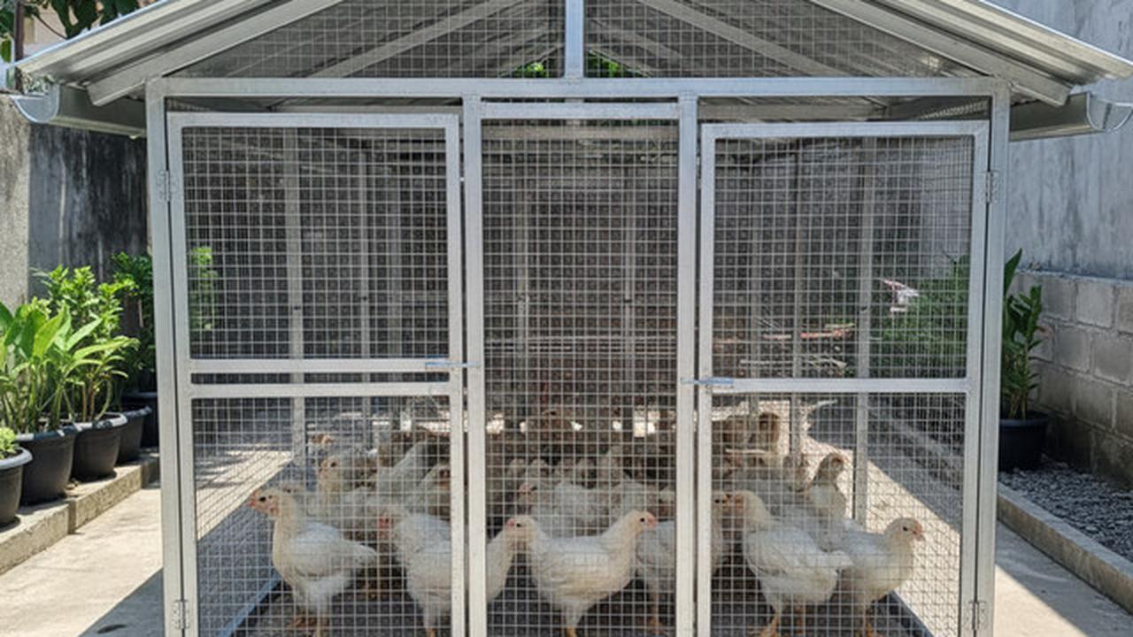 9 Desain Kandang Ayam Baja Ringan: Solusi Modern untuk Peternakan Rumahan
