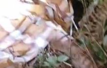 Petani di Lampung Barat Tewas Diduga Diserang Harimau di Kawasan TNBBS