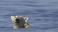 Seekor beruang kutub di dekat Churchill di pantai barat Teluk Hudson, tempat es laut menghilang dengan kecepatan yang mengkhawatirkan. (The Guardian)