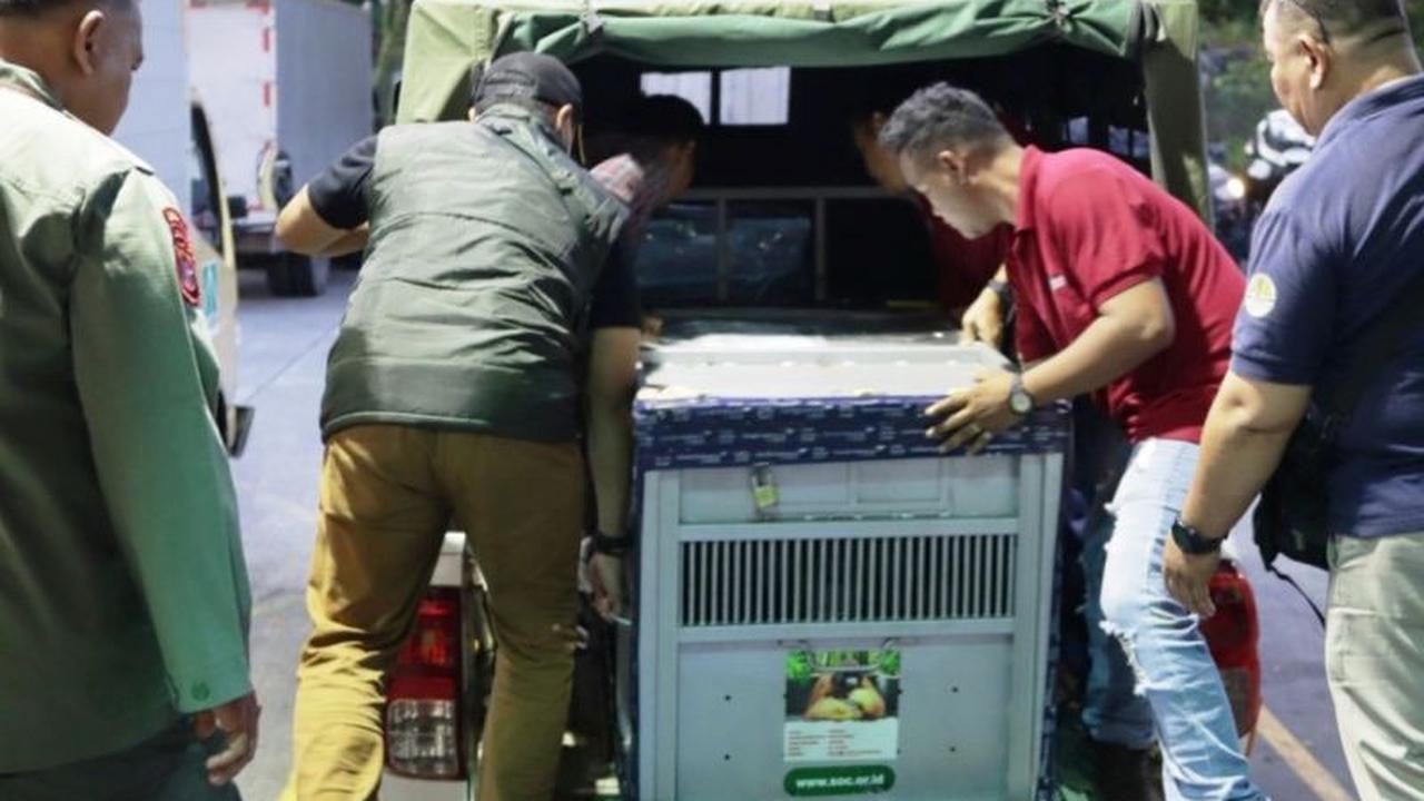 Lebih dari Satu Dekade Hidup Ilegal, Mungky dan Dodo Kini Menuju Pulau Suaka: Upaya Konservasi Orangutan IKN Berlanjut