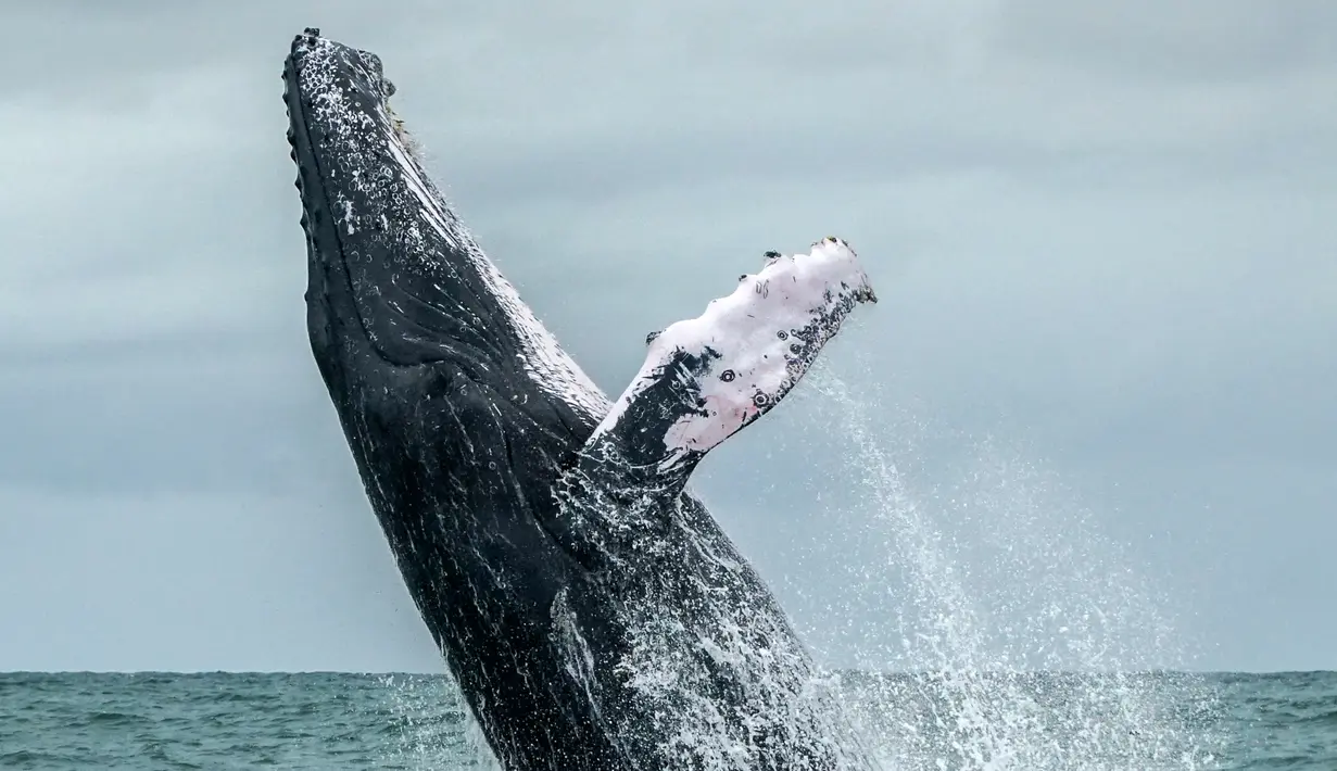 Seekor paus Bungkuk melompat ke permukaan laut Samudera Pasifik di Taman Alam Uramba Bahia Malaga, Kolombia, 12 Agustus 2018. Munculnya paus ini terjadi setiap tahun ketika bermigrasi dari Semenanjung Antartika ke Samudera Pasifik. (AFP/Miguel MEDINA)
