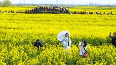 Foto yang diambil pada 19 Maret 2023 ini menunjukkan orang-orang mengambil foto di antara Bunga canola atau dikenal juga dengan nama rapeseed yang bermekaran di area pemandangan Xinghua Qianduo di Taizhou, di provinsi Jiangsu timur China. (Photo by STR / AFP)