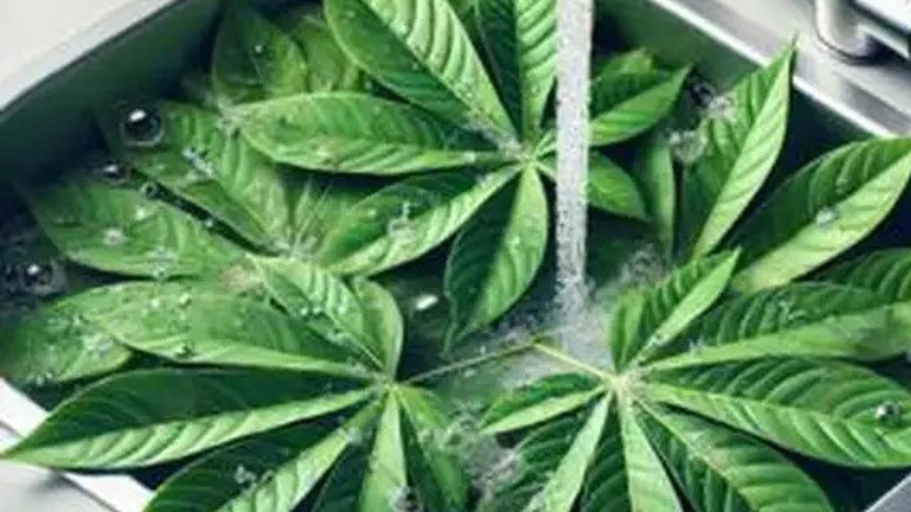 Manfaat Kesehatan yang Luar Biasa dari Daun Singkong, Menguatkan Jantung serta Sistem Imun Tubuh