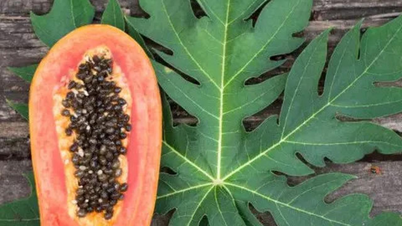 Manfaat Daun Pepaya untuk Menurunkan Kolesterol Secara Alami