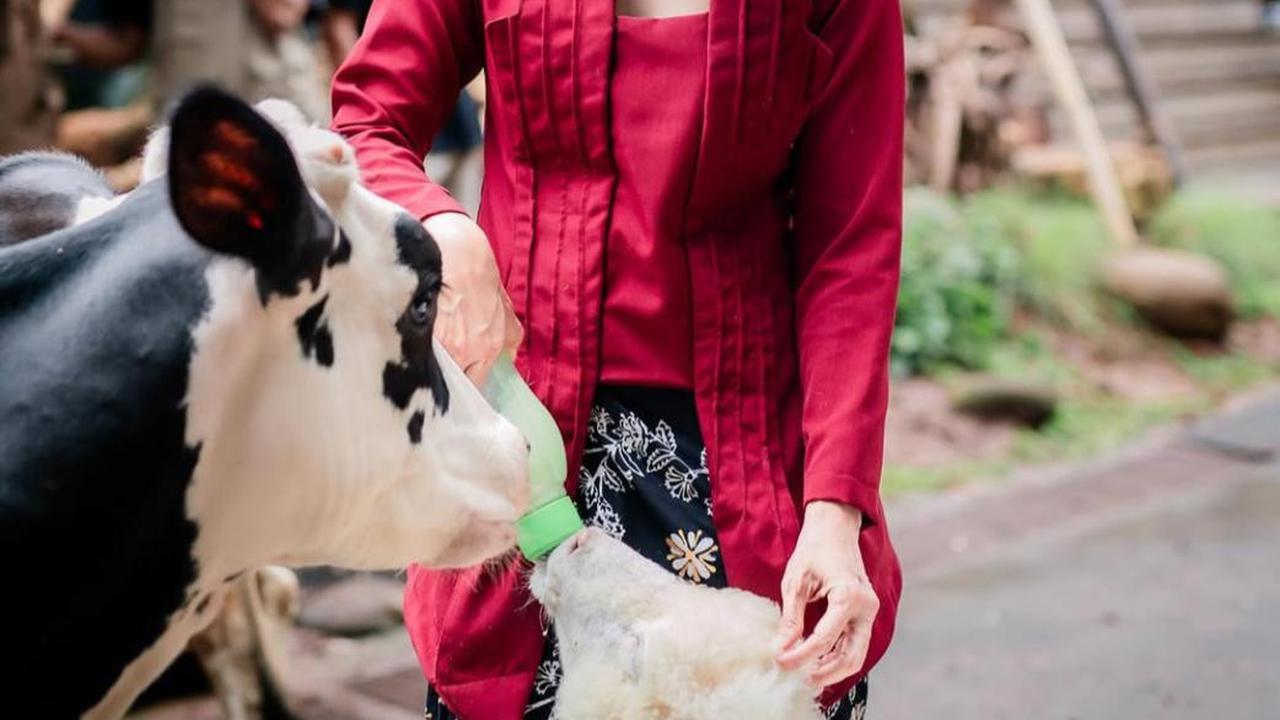 Maudy Koesnaedi Seru-Seruan di Aviary DeHakim, Kenalan dengan Salsa si Sapi hingga Kagum dengan Hutan Mini di Tengah Kota!