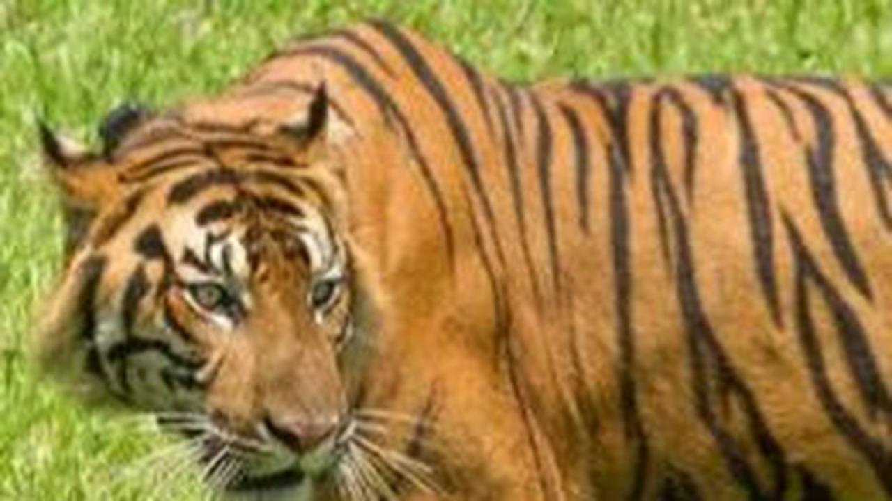 2. Harimau Bermata Satu