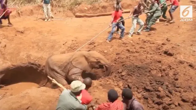 Sekelompok warga menyelamatkan anak gajah yang terperangkap di dalam sumur.
