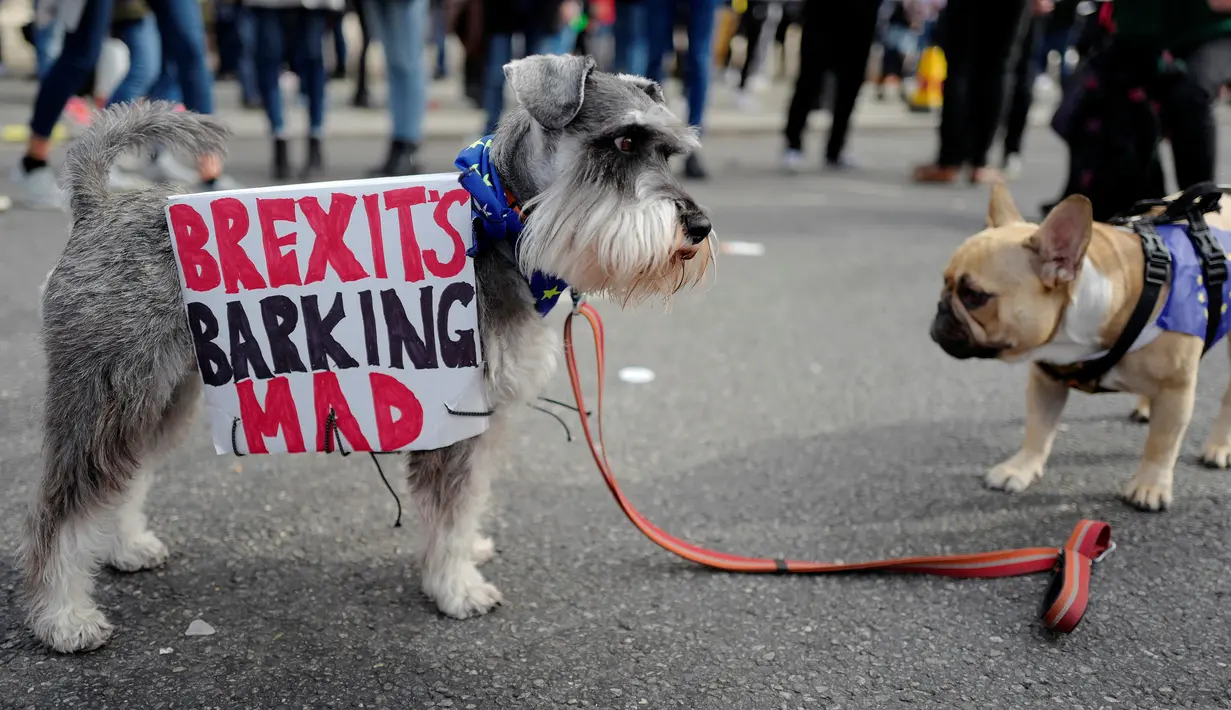 Pemilik anjing dan hewan peliharaan mereka berkumpul sebelum pawai anti-Brexit di London, Minggu (7/10). Para pemilik anjing mengkhawatirkan kekurangan dokter hewan dan kenaikan biaya makanan hewan jika Inggris keluar dari Uni Eropa. (AFP/Tolga AKMEN)