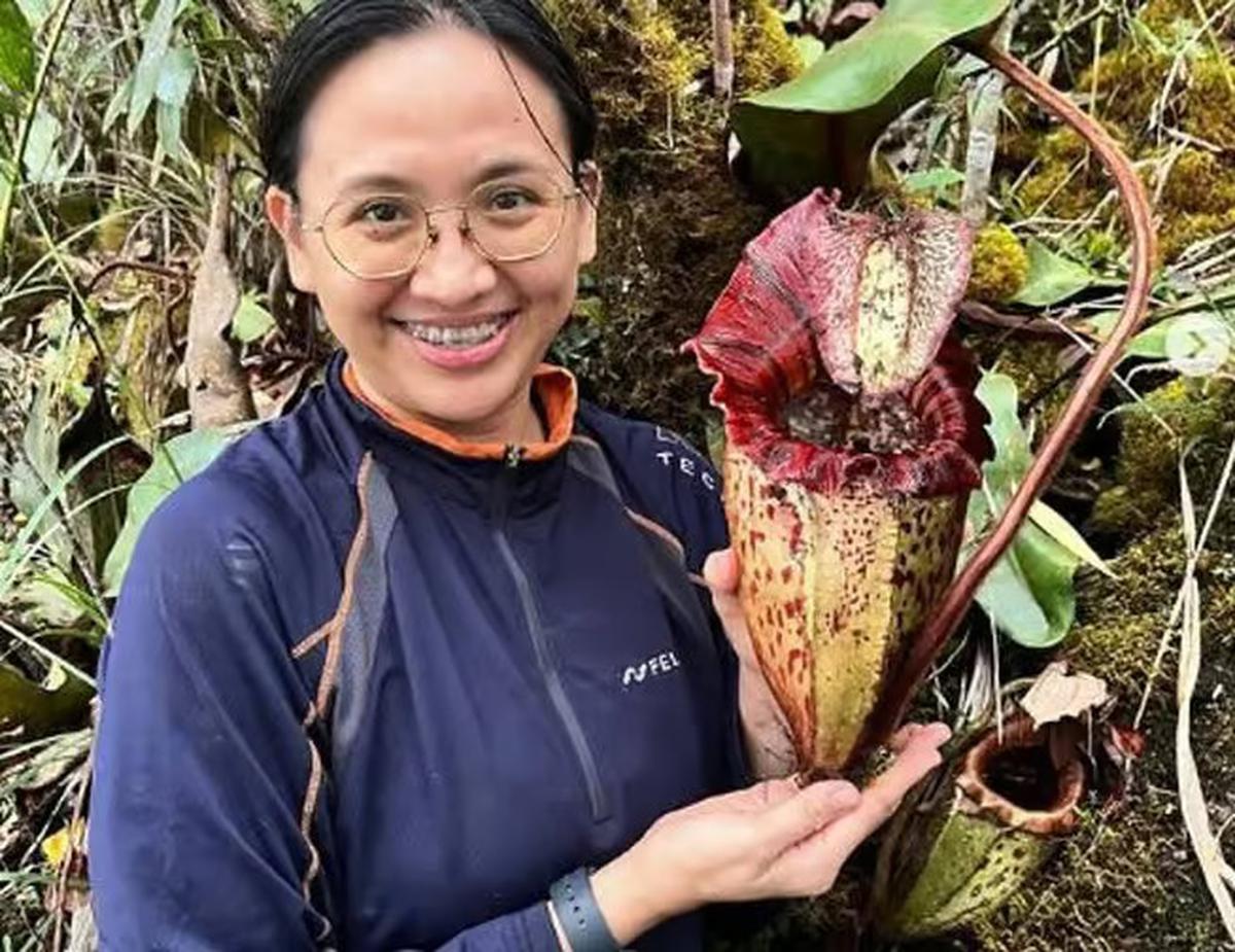 Ilmuwan Temukan Spesies Tanaman Pemakan Daging di Kalimantan, Kantongnya Bisa Tampung 2 Liter Cairan