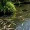 12 Ikan Air Tawar yang Bisa Menjadi Cadangan Pangan Saat Kondisi Darurat