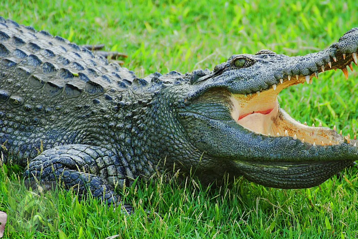 Binatang Buas Buaya